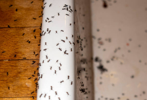 Best Emergency Pest Control  in Reading, MI